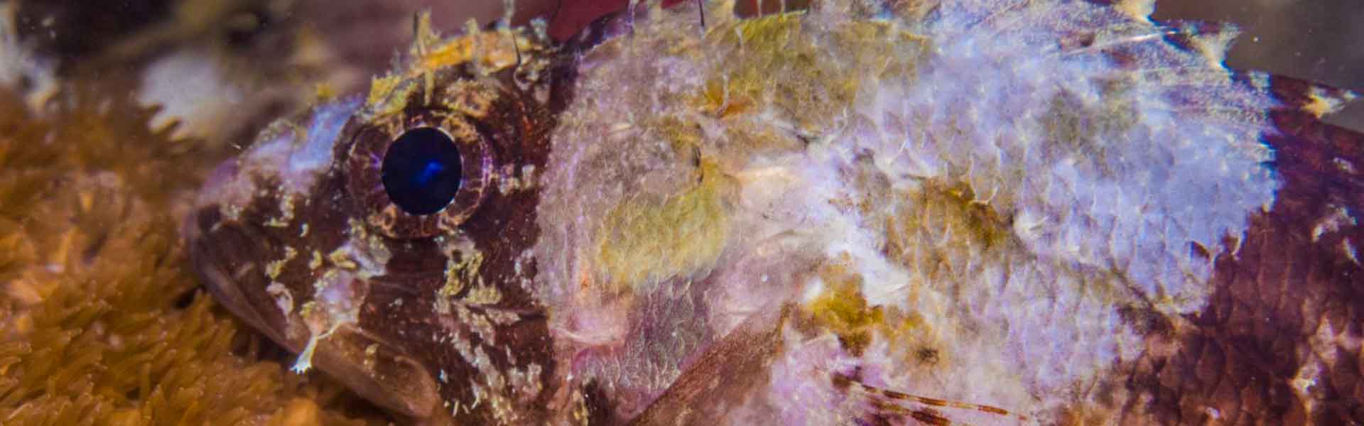 The Fringed Toadfish